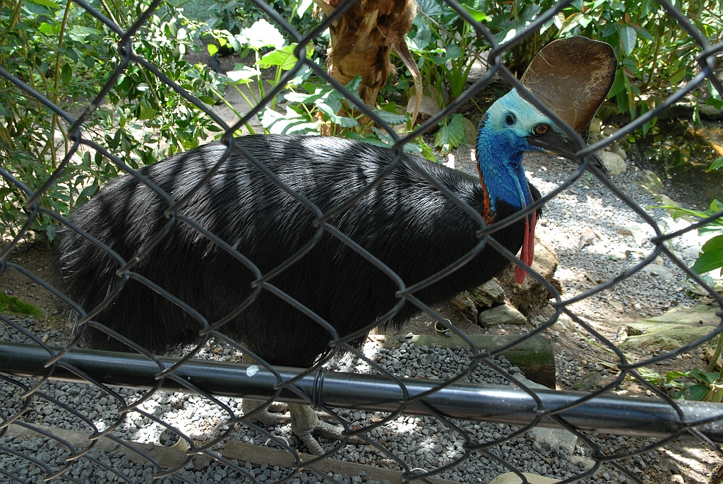 0717 Birdworld Kuranda.jpg